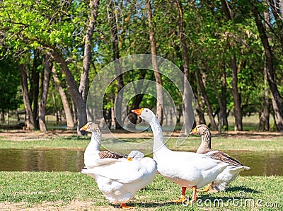 A group of geese walking through the forest by the river. White goose leader male spring summer outdoor recreation. Pets Stock Photo