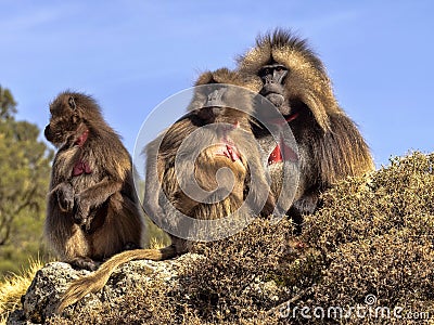 Group of Gelada, Theropithecus gelada, in Simien Mountains of Ethiopia Editorial Stock Photo