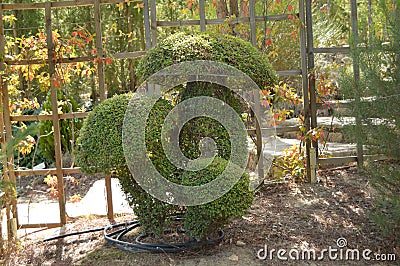 Group Of Giant Mushrooms Recreated In A Fern Sculpture. Editorial Stock Photo