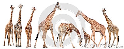 Group of giraffe isolated Stock Photo