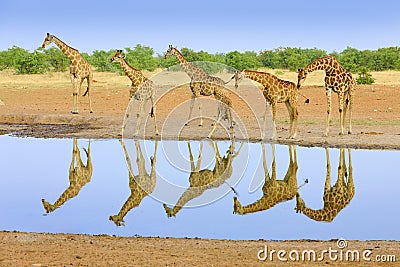 Group of giraffe near the water hole, mirror reflection in the still water, Etosha NP, Namibia, Africa. A lot of giraffe in the Stock Photo