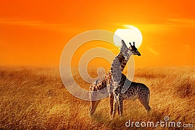 Group of giraffes against sunset in the Serengeti National Park. Africa. Stock Photo