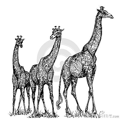 Group of giraffes Vector Illustration
