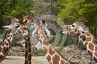 Group of giraffes eating vegetation from feeding box Stock Photo