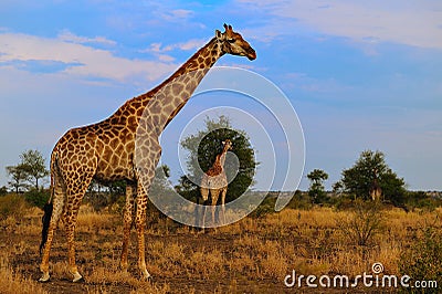 Group of Giraffes (Giraffa camelopardalis) Stock Photo