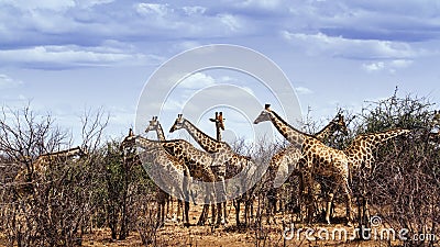 Group of Giraffes in Kruger National park Stock Photo