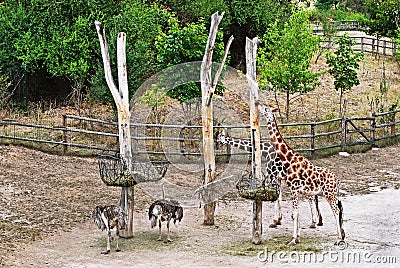 Group giraffes and ostriches Stock Photo