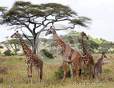 Group of giraffes in the savanna. Kenya. Tanzania. East Africa. Cartoon Illustration