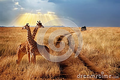 Group of giraffes in the Serengeti National Park on a sunset background with rays of sunlight. African safari. Stock Photo