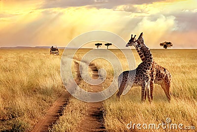 Group of giraffes in the Serengeti National Park on a sunset background with rays of sunlight. African safari Stock Photo