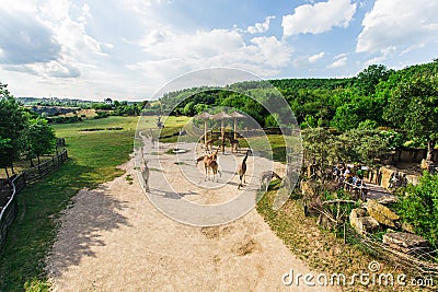 Group of giraffes walks in the park Editorial Stock Photo