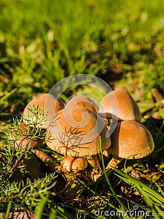 Group of glistening inkcap mushrooms or coprinus micaceus Stock Photo