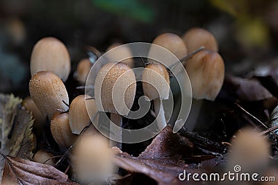 Group of glistening inky cap mushrooms (Coprinellus micaceus) Stock Photo