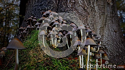 A group of Glistening inky caps in a dark brown color Stock Photo