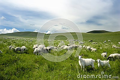A group of goats Stock Photo