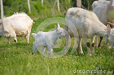 Group of goats walking on the meadow Stock Photo