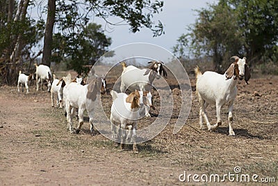 A group of goats walking in a row. A herd of goats heading to a food source. Stock Photo