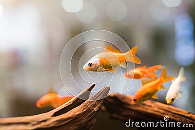 Group of golden fish through the glass Stock Photo