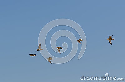 Group with Golden Plovers birds flying in formation by a blue sky Stock Photo