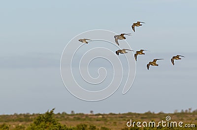 Group with Golden Plovers birds flying in formation over a landscape Stock Photo