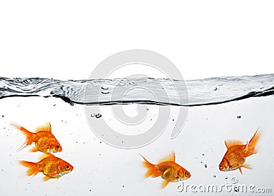 Group of goldfish Stock Photo