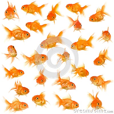 Group of goldfishes Stock Photo