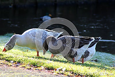 Group gooses eating grass Stock Photo