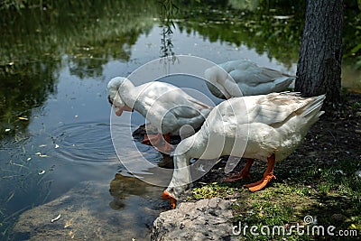 a group of gooses by the lake Stock Photo