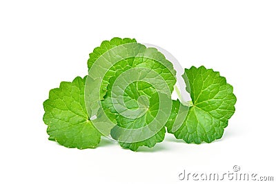 Group of Gotu kola Centella asiatica leaves Stock Photo