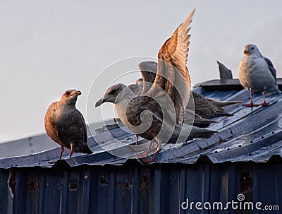 Seagull on tin old blue roof Stock Photo