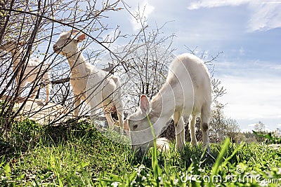 Group of grazing goats. herd of domestic animals chews juicy green spring grass and young shoots of bushes Stock Photo