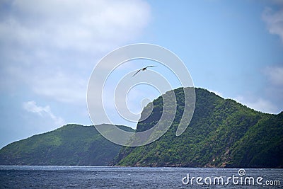 Group of Great albatross flying over the sea with hills in the background Stock Photo