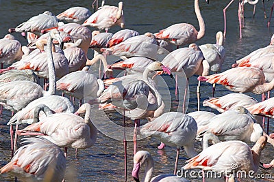 Group of greater flamingos, Phoenicopterus roseus, Stock Photo