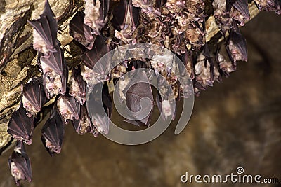 The Group of Greater horseshoe bat Rhinolophus ferrumequinum Stock Photo