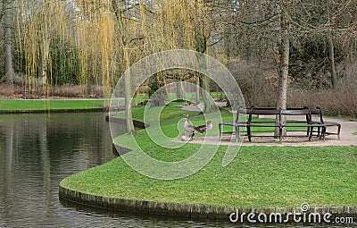 Group of grey gooses are in the park at spring Stock Photo