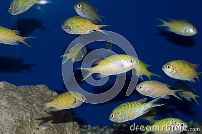 Group of Green Chromis damselfish Stock Photo