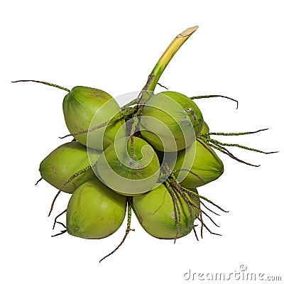 Group of green coconuts. Stock Photo