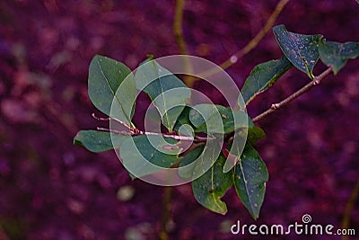 Group Of Green Leafs Up Close Macro Stock Photo