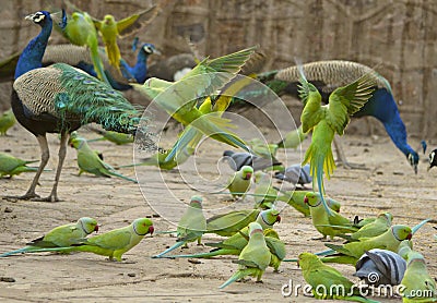 Group of green parrots and peacocks in Ranthambore National Park Stock Photo