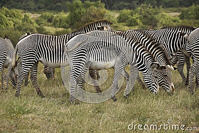 Grevy`s zebras grazing, Samburu, Kenya Stock Photo