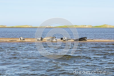 Group of grey and harbour seals resting on a sandbank at Dune-du-Sud Stock Photo