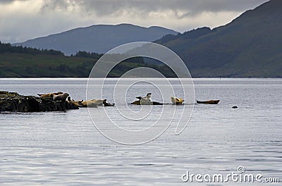 Group of grey seals on a shoreline of Skye island Stock Photo