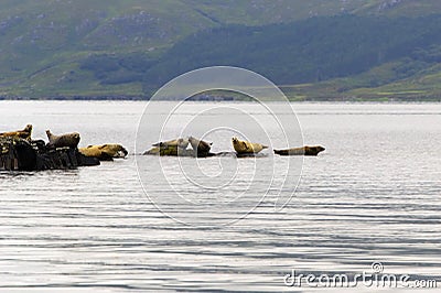 Group of grey seals on a shoreline of Skye island Stock Photo