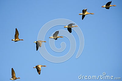 Group of Greylag Geese in flight Stock Photo