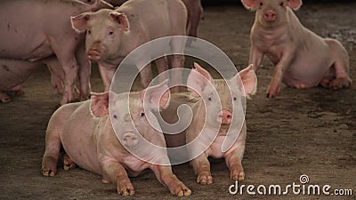 Group of grower pig laying relax in big commercial swine farm Stock Photo