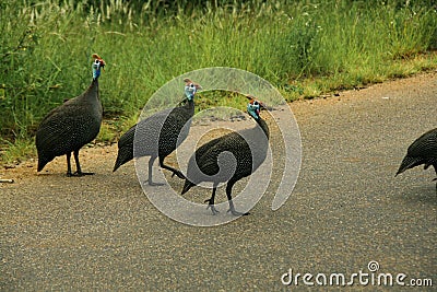 Group of Guinea Fowls Stock Photo