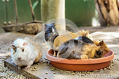 Group of guinea pigs in eating spot Stock Photo