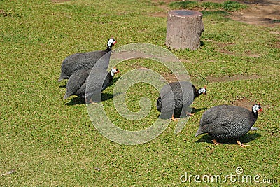 Group of Guineafowl or Guineahen in farm Stock Photo