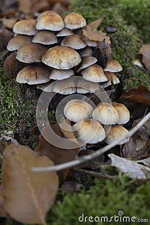 A group of Hallimasch mushrooms on tree stump on forest floor Stock Photo