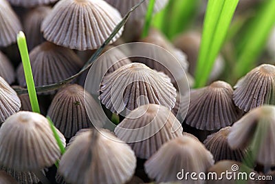 A group of hallucinogenic mushrooms Stock Photo